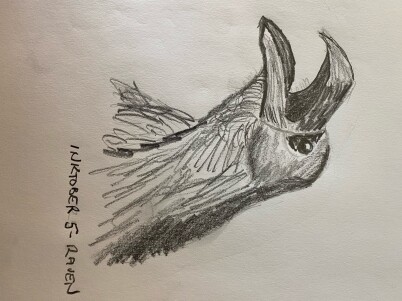 Bust of a screaming raven - pencil