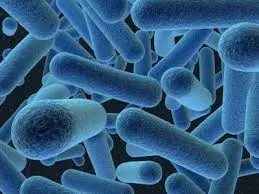 Archaea, thought by many scientists to be the first form of cellular life on earth