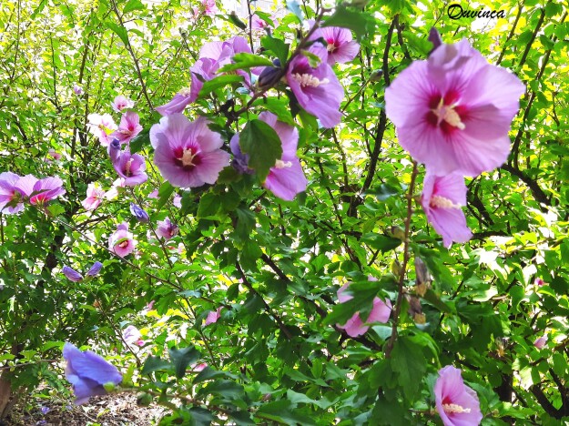 flores3