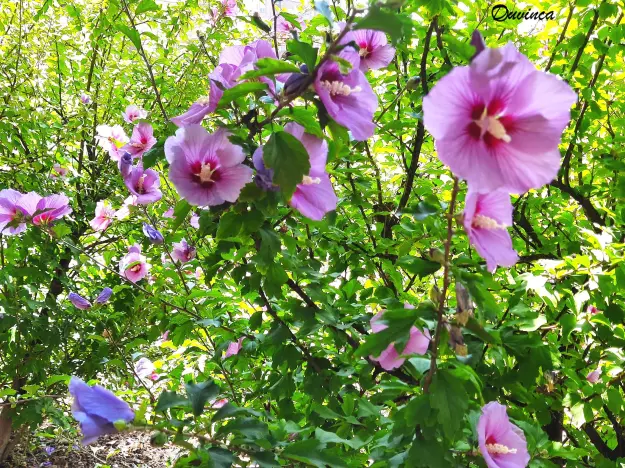 flores3