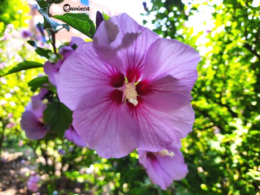 flores1