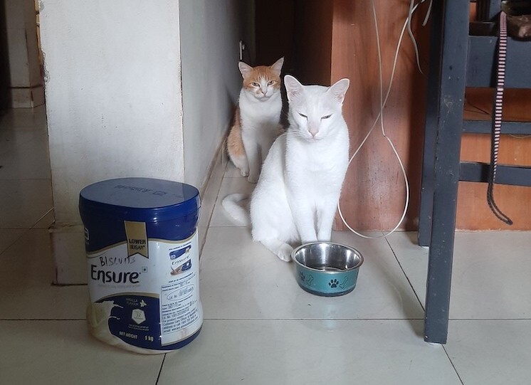 cats, pets, life, photography, writing