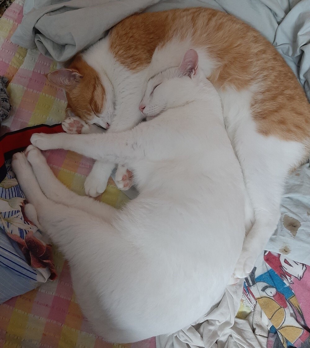 cats, pets, life, photography, writing, story
