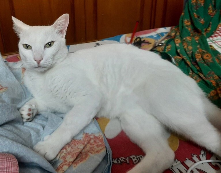 cat, pet, animal, photography, lifestyle
