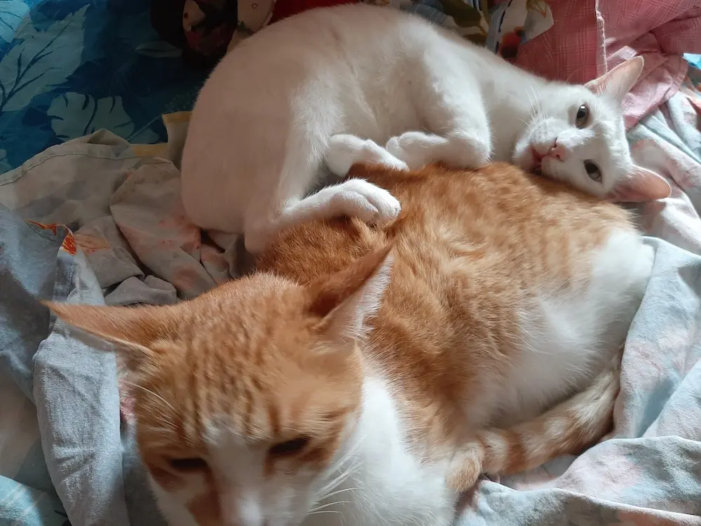 cats, caturday, lifestyle, pets, photography