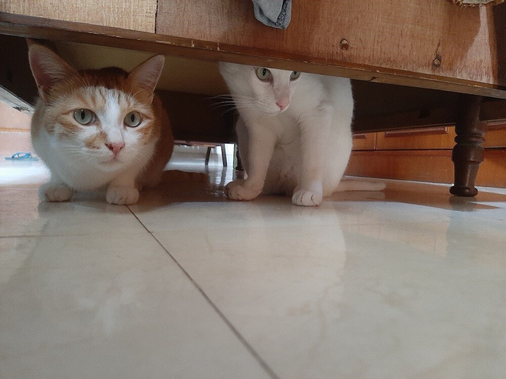 cats, photography, creativewriting, pets, life