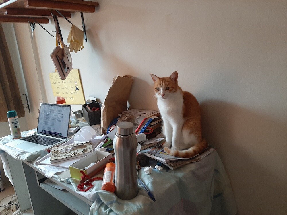cat, pet, photography, lifestyle, creativewriting, life