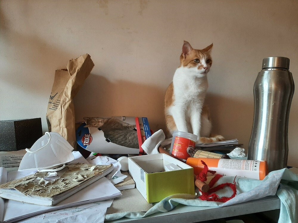 cat, pet, lifestyle, photography, story