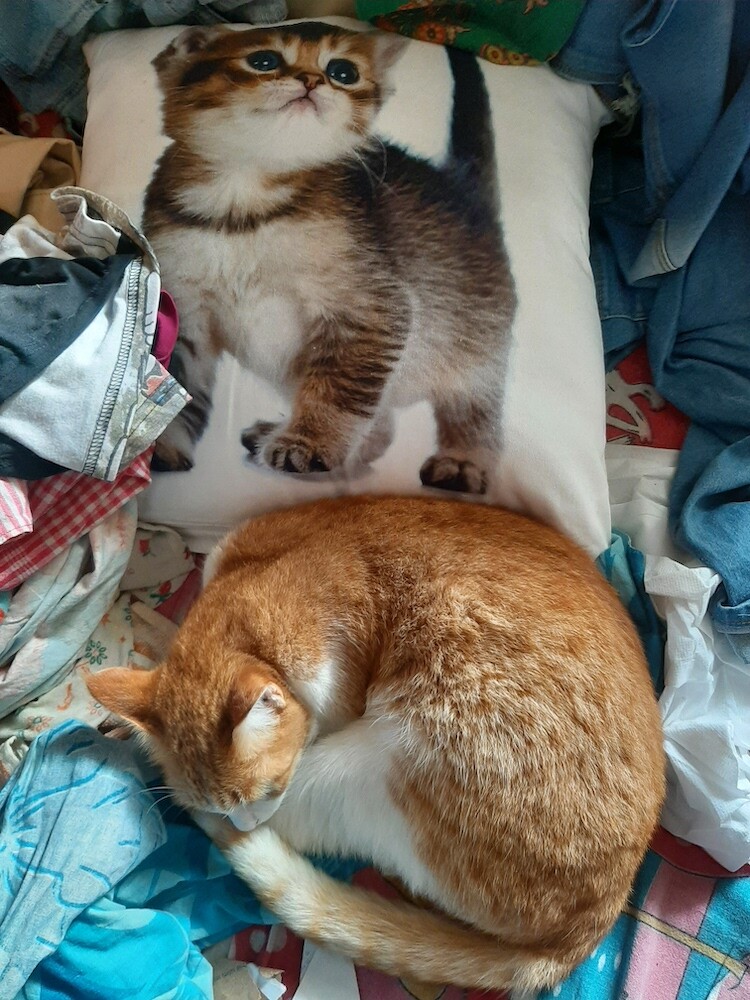 cat, pet, photography, lifestyle, creativewriting, life