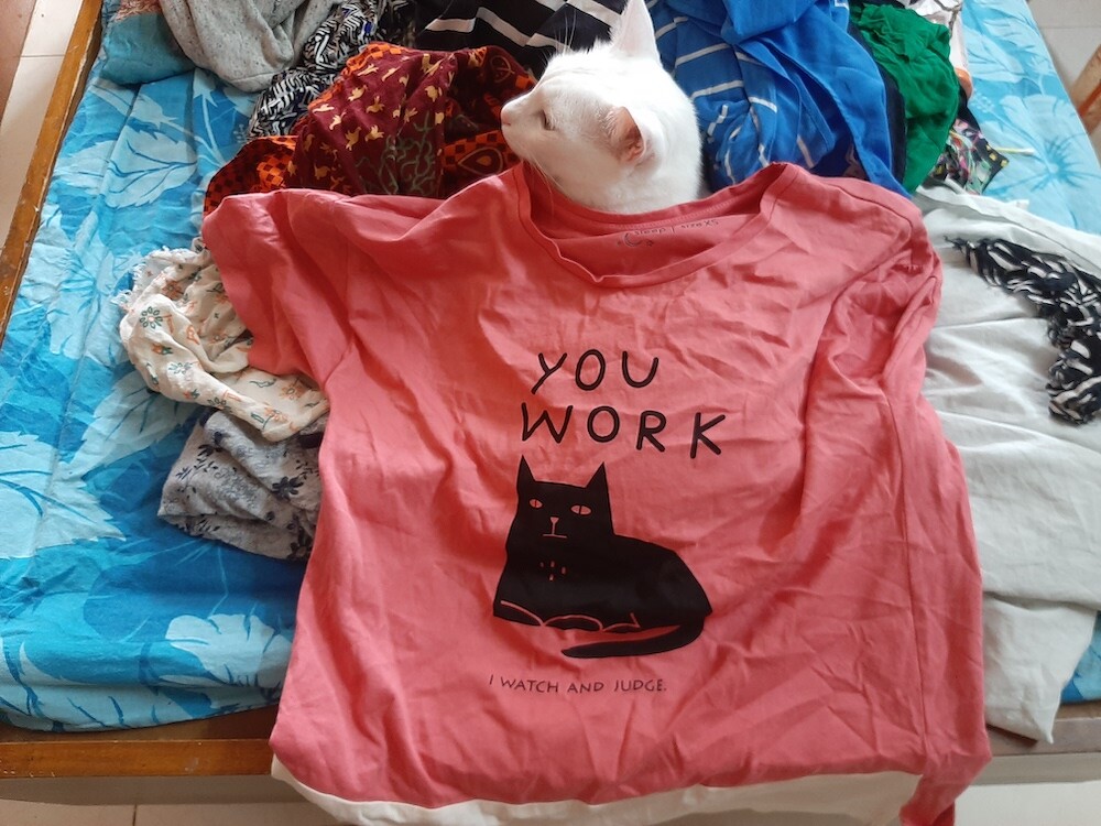 pet, cat, life, photography, lifestyle, story, weekend