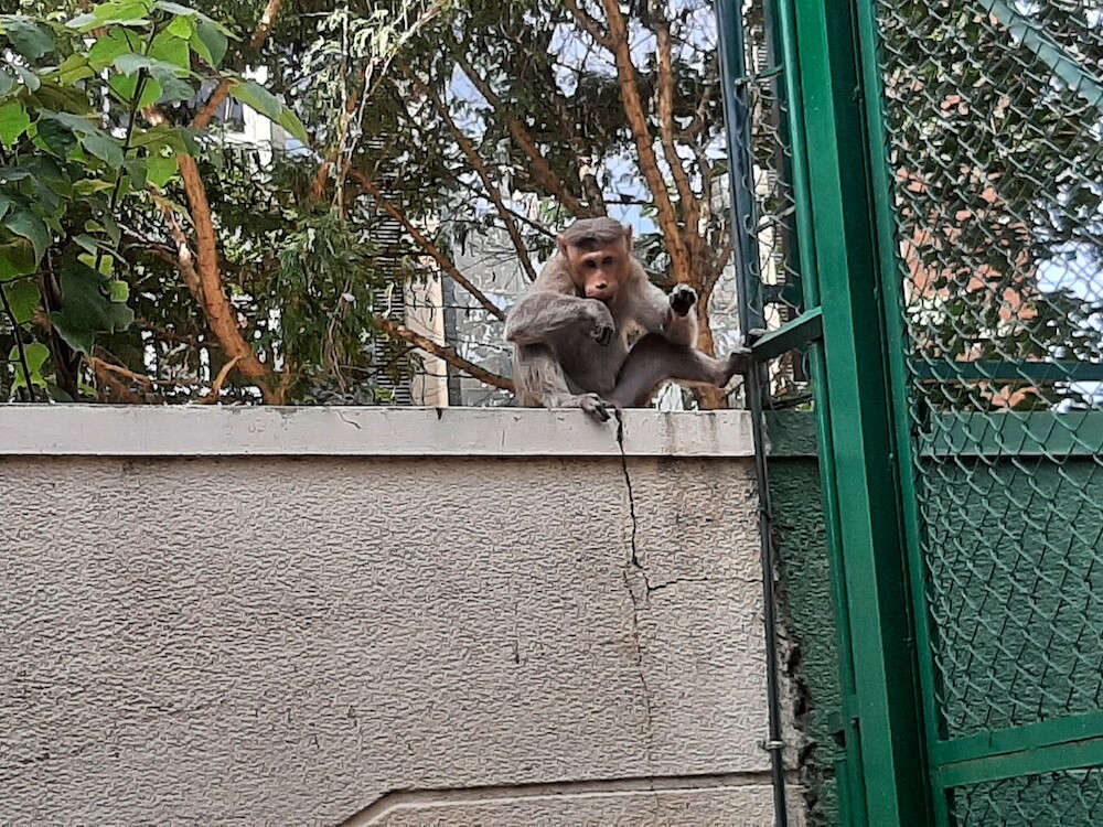 monkey, animal, lifestyle, photography, creativewriting