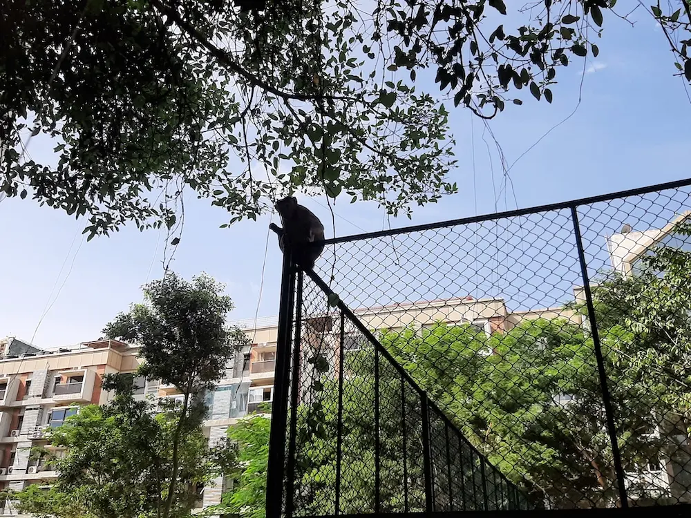 monkey, animal, nature, photography