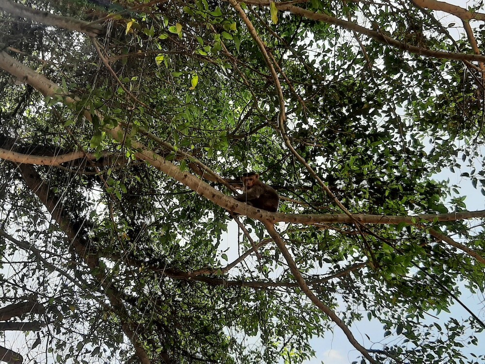 animal, nature, photography, story, lifestyle