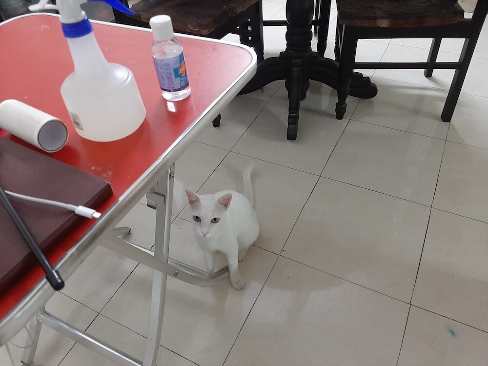 pet, cat, life, photography, lifestyle, story, weekend