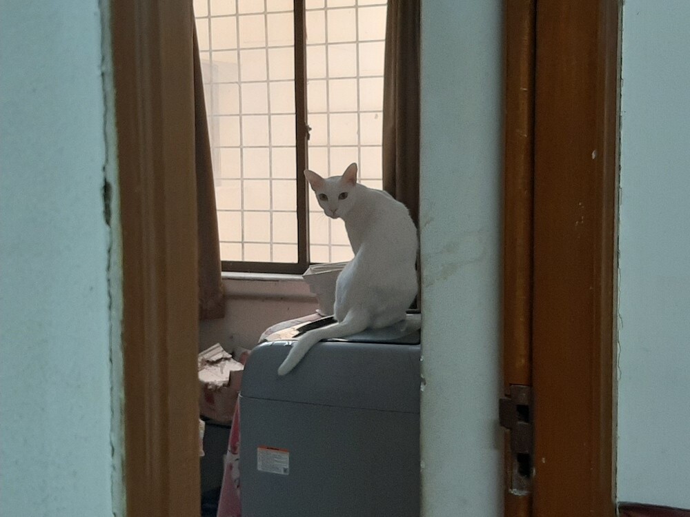 pets, cats, life, lifestyle, story, weekend