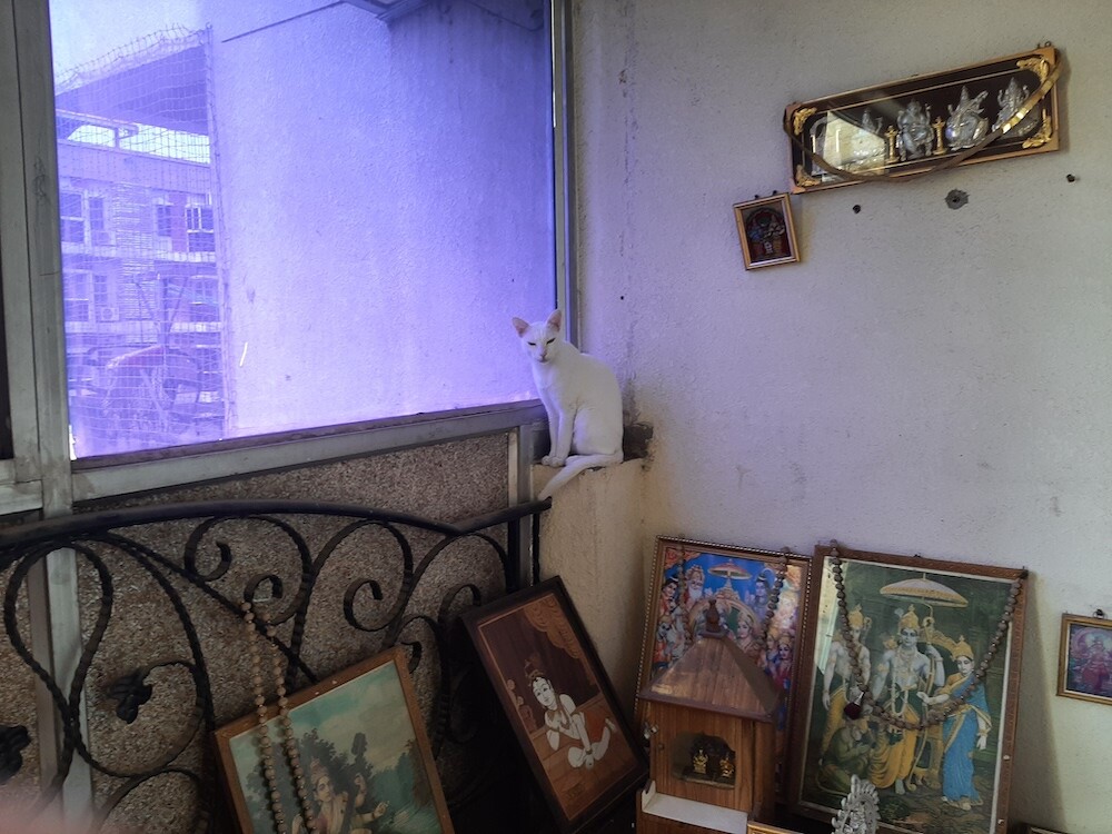 pets, cats, life, lifestyle, story, weekend, photography