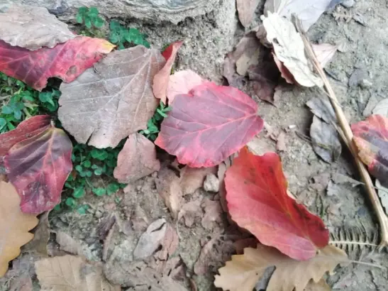 Autumn, My Favorite Season | A Hike Before Sunset