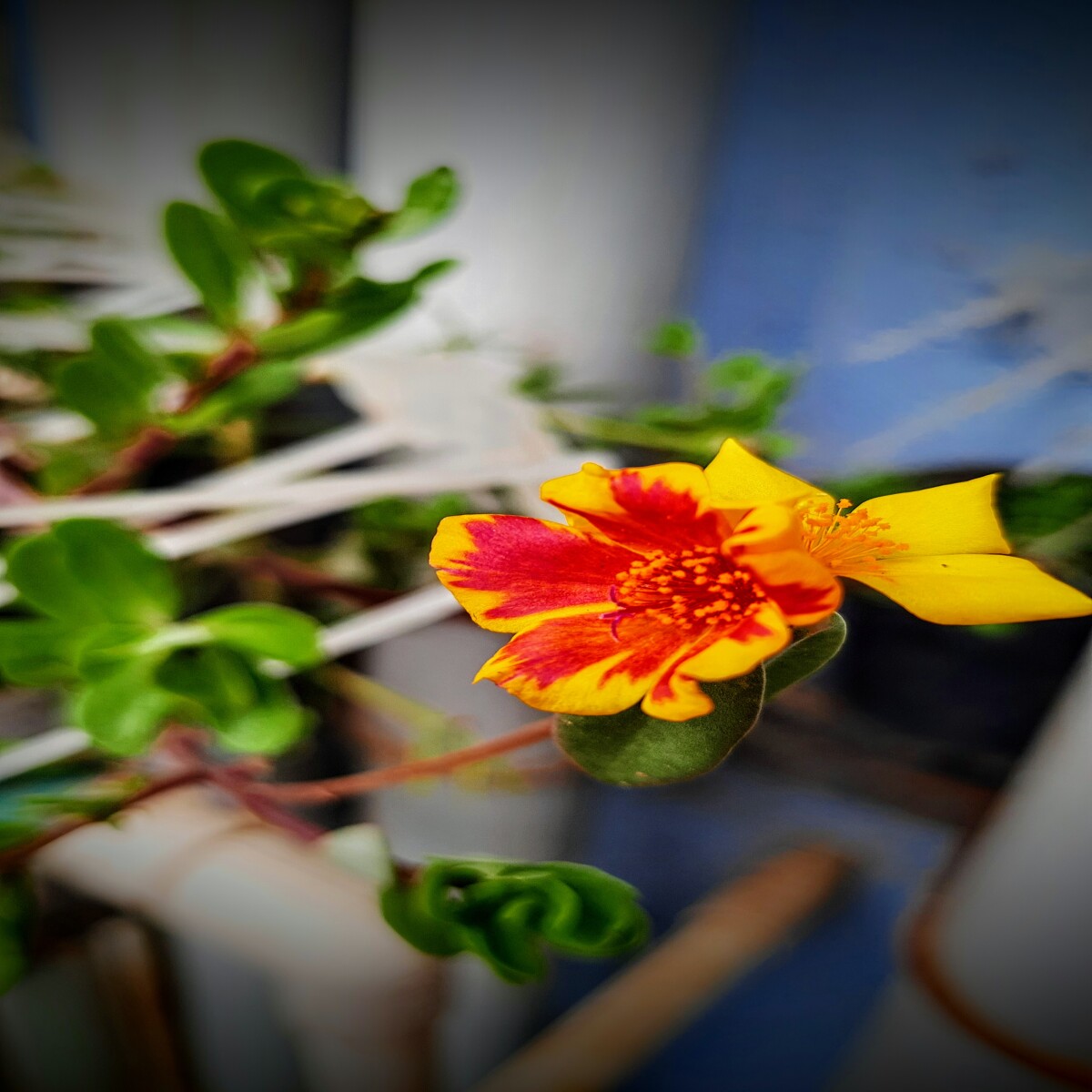 Twin flowers