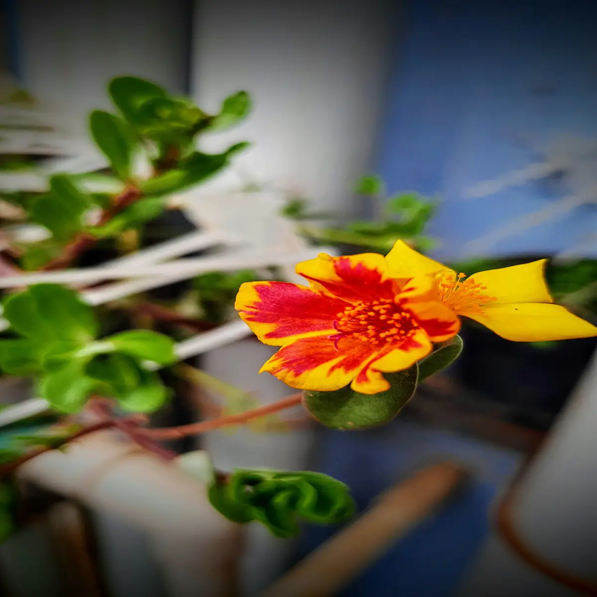 Twin flowers