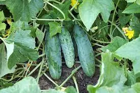 Cucumber