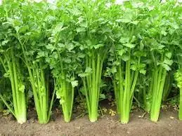 Celery