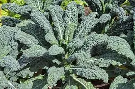 Kale