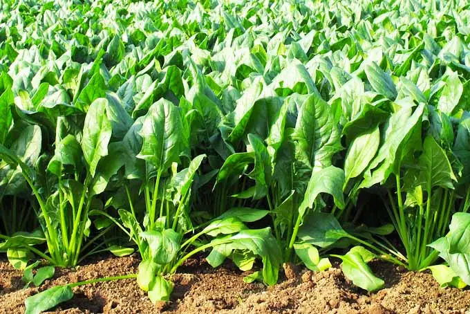 Spinach