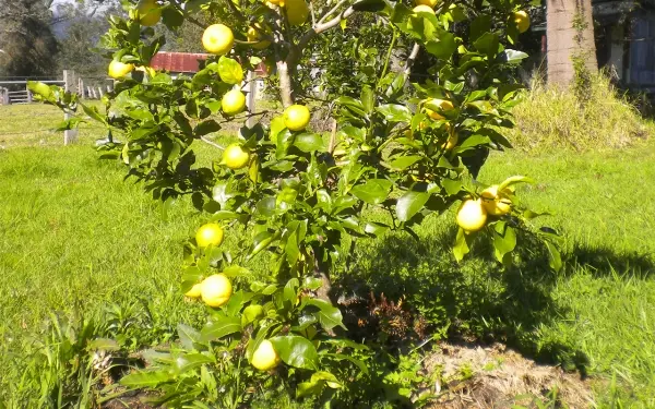 Lemon