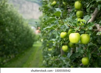 Green Apple