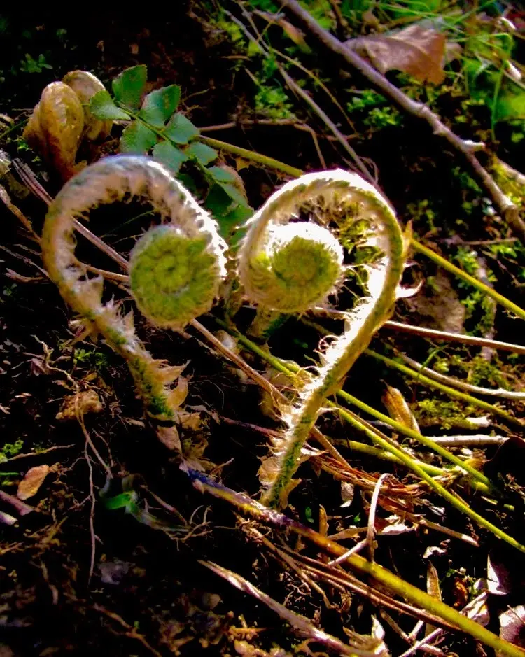Fern of Corymb Neal in Divine Heart Form