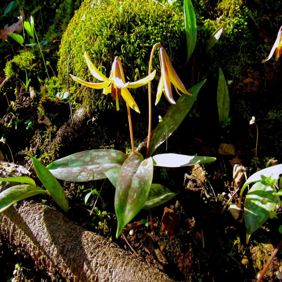Yellow Trout Lily