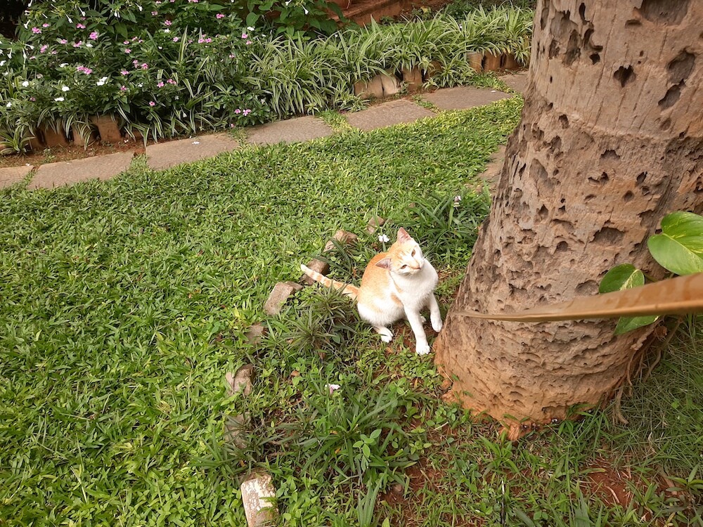 cat, pet, photography, life, caturday