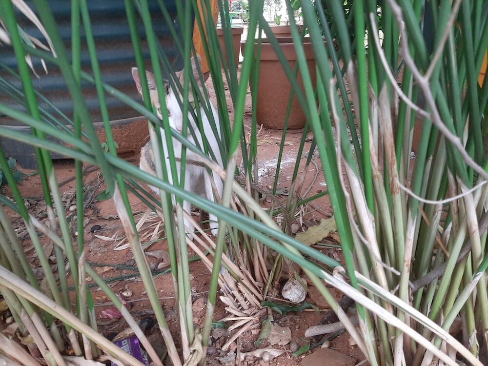 cat, pet, photo, nature