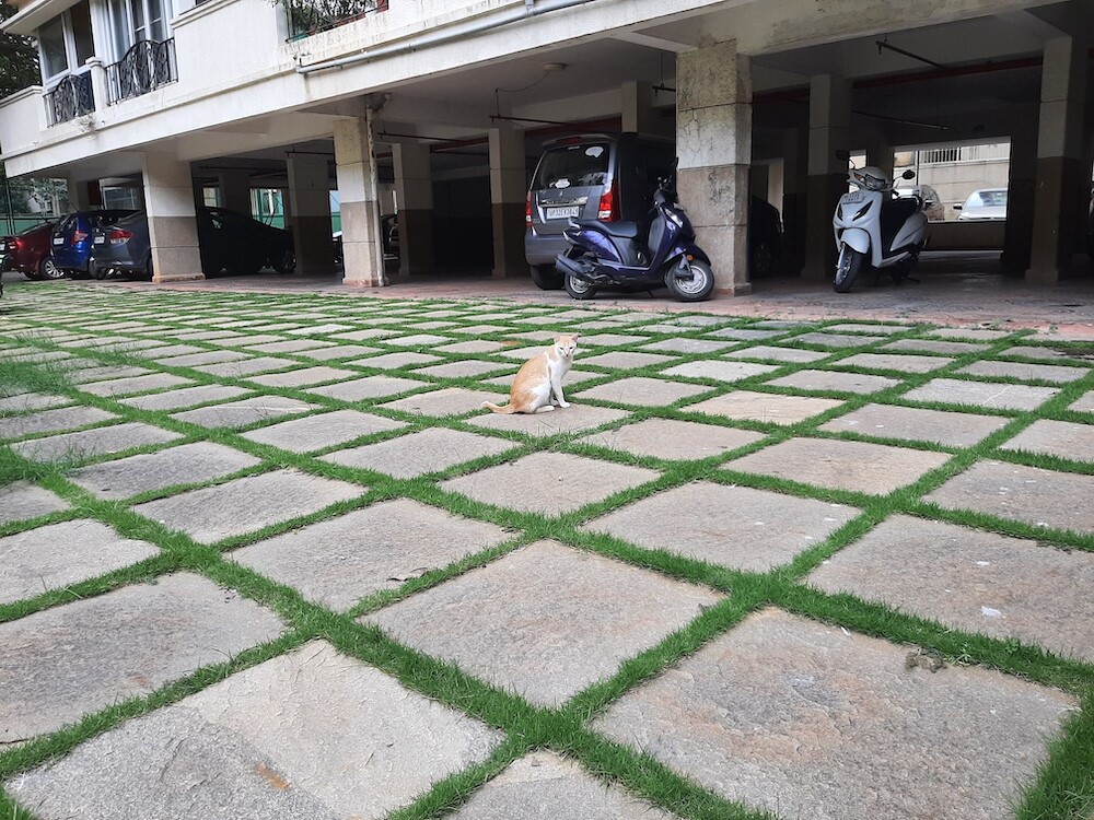 cat, pet, photo, caturday, life, writing