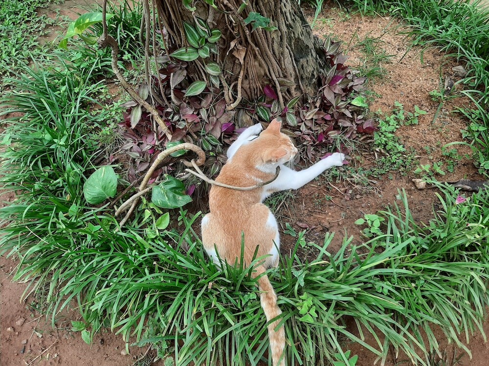 cat, pet, photo, life, nature, lifestyle, writing, story