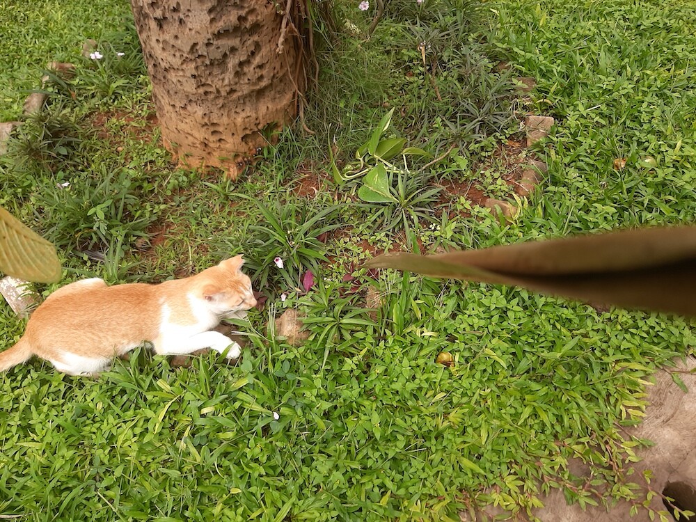 cat, pet, nature, outdoors, life, photography, writing