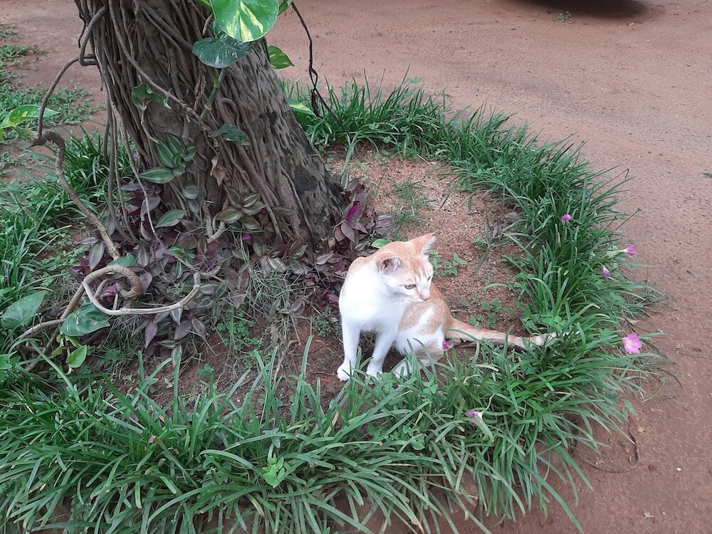 cat, pet, animal, photography, lifestyle, nature, story