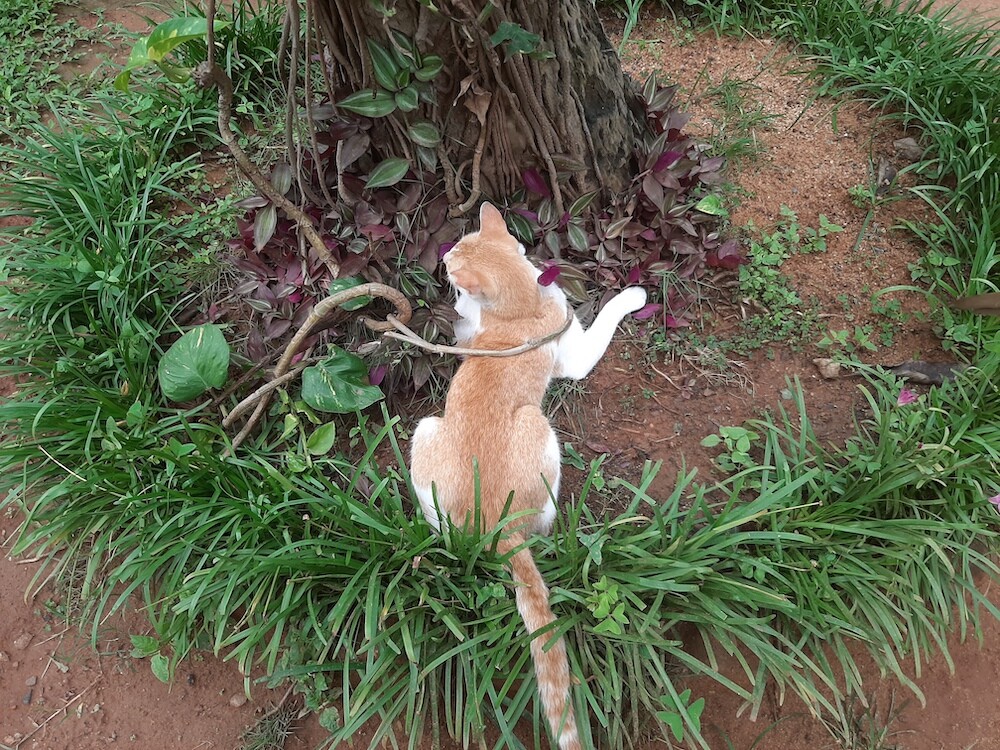 cat, photo, lifestyle, outdoors, entertainment