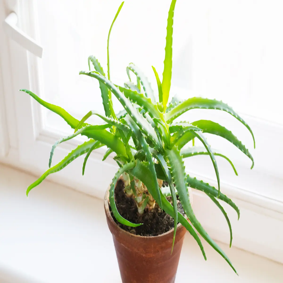 Aloe Vera plant