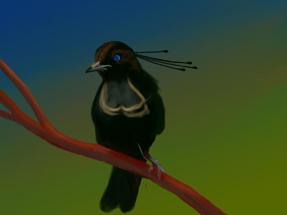 Step 1_Bird's Shape