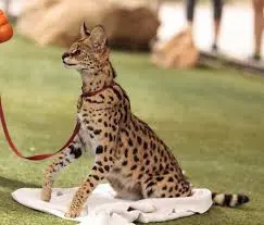 Ashera cat is sitting on a blanket in the middle of meadow with a red collar around her neck.