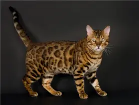 Bengal cat is standing in the middle of the picture and looking strait in front of her wit her green eyes.