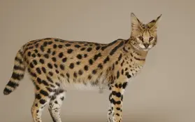 Savanah cat is standing in the picture with her pointy ears and black dots on her fur like a leopard