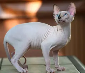 Sphynx cat is standing on the picture completely bald and without a fur