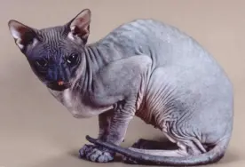 Peterbald cat is standing on the picture completely bald and without a fur