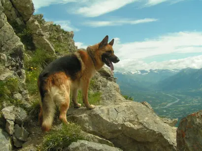 A German Shepherd dog stands on the edge of a cliff with its tongue out
