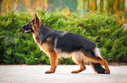 The long-haired German Shepherd dog stands in the picture and looks to the left in the distance
