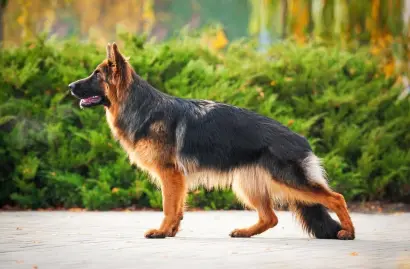 The long-haired German Shepherd dog stands in the picture and looks to the left in the distance
