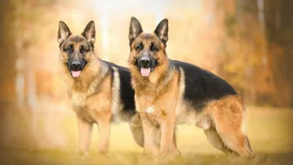 Two German Shepherd dogs stand in the picture and stare straight ahead with their tongues outstretched