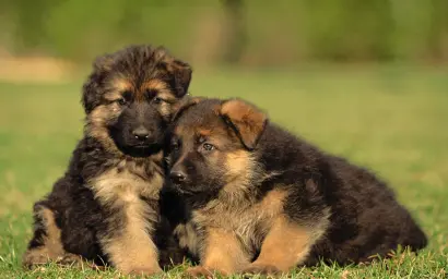 Two German Shepherd puppies stand in the picture and cuddle against each other